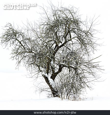 
                Winter, Verschneit, Obstbaum                   
