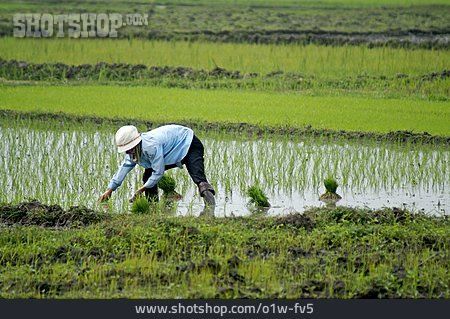 
                Vietnam, Reisanbau, Reisbauer                   