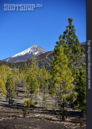 
                Bäume, Pico Del Teide, Vulkanlandschaft                   