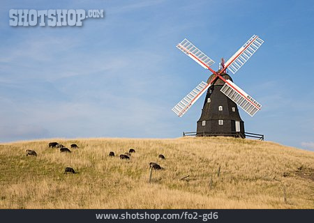 
                Windmühle, Schafe                   