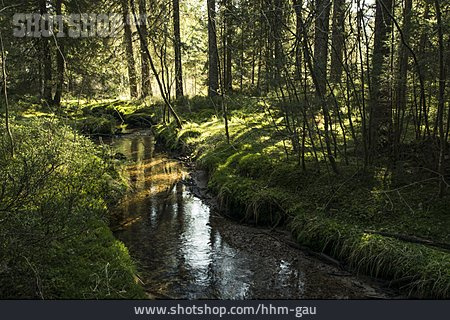 
                Wald, Schwarzwald                   
