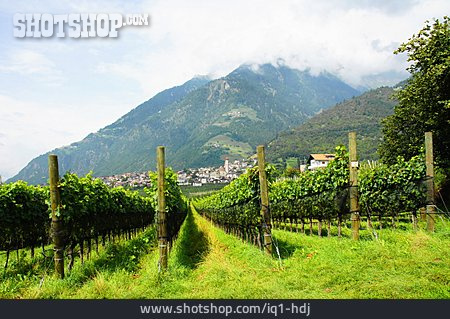 
                Weinberg, Südtirol, Vinschgau, Partschins                   