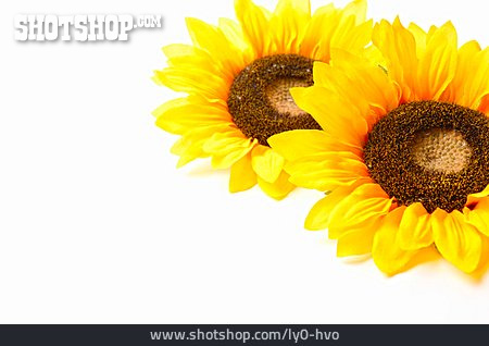 
                Sonnenblume, Stoffblume, Sonnenblumenblüte                   