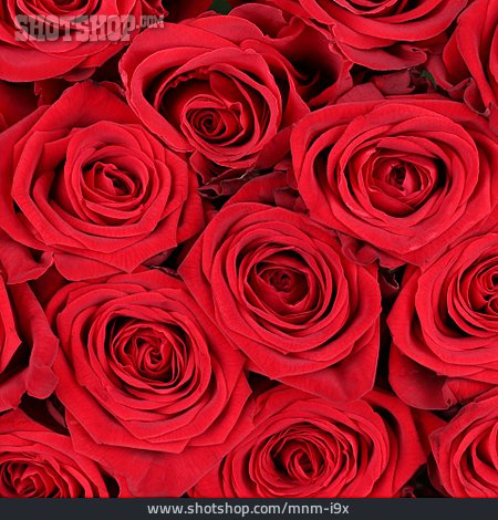 
                Rose, Romantisch, Rote Rosen                   