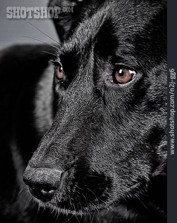 
                Tierportrait, Hund, Labrador                   
