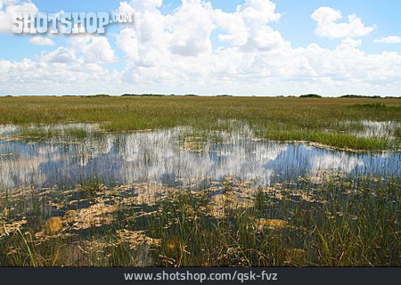 
                Sumpflandschaft, Everglades-nationalpark                   
