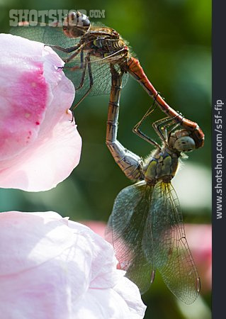 
                Libelle, Paarung                   