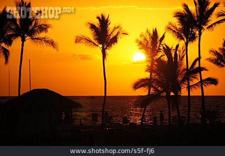 
                Palms, Silhouette, Hawaii Islands                   