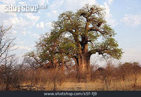 
                Baobab Tree, Kalahari Desert                   