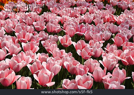 
                Tulpe, Tulpenblüte, Blütenmeer                   