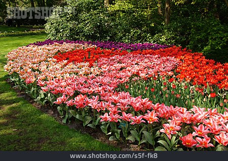 
                Tulpe, Tulpenblüte, Blumenbeet                   
