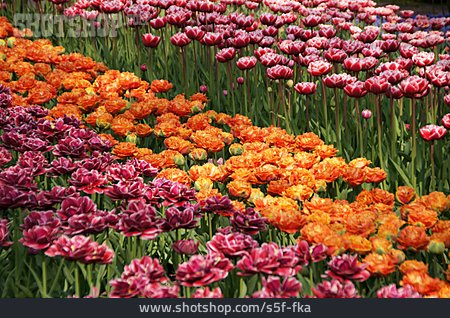 
                Tulpe, Tulpenblüte, Blumenbeet                   