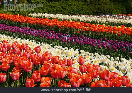 
                Tulpe, Narzisse, Tulpenblüte, Blumenbeet                   
