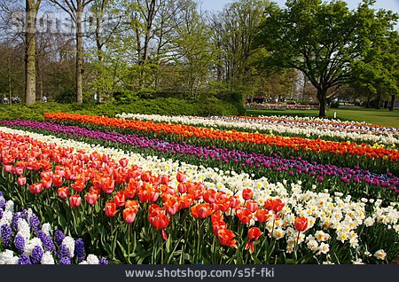 
                Parkanlage, Tulpenblüte, Blumenbeet, Keukenhof                   