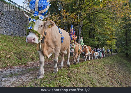 
                Kuh, Almabtrieb, Berchtesgadener Land                   