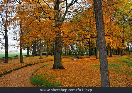 
                Park, Herbstlaub, Herbstwald                   