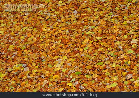 
                Herbstlaub, Herbstfärbung, Buchenlaub                   