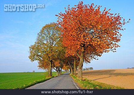 
                Allee, Landstraße, Herbstfärbung                   