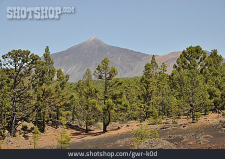 
                Pico Del Teide, Kanarische Kiefer                   