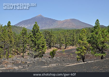 
                Lavagestein, Pico Del Teide, Kanarische Kiefer                   