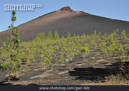 
                Vulkan, Teneriffa, Garachico, Kanarische Kiefer                   