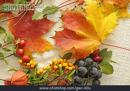 
                Beeren, Herbstblatt, Herbstdekoration                   
