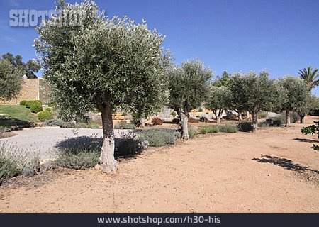 
                Portugal, Olivenbaum                   