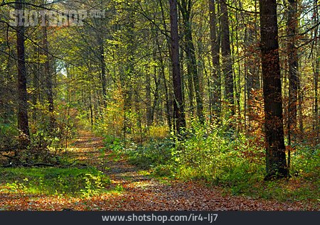 
                Herbstwald, Wanderweg                   