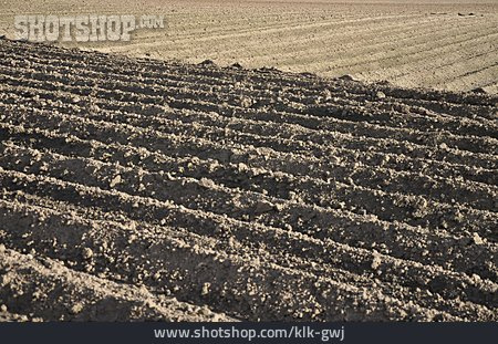 
                Potato Cultivation, Furrow                   