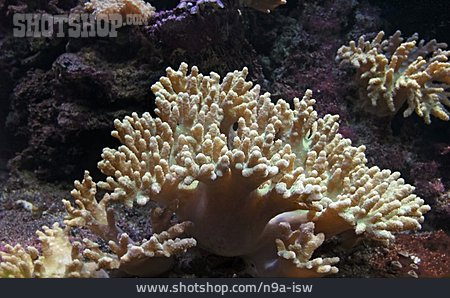 
                Koralle, Margeritenkoralle                   