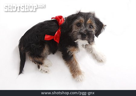 
                Dog, Bow, Terrier                   