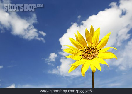 
                Blume, Sonnenblumenblüte                   