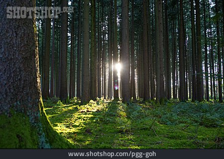 
                Sonnenlicht, Baumstämme, Laubwald                   