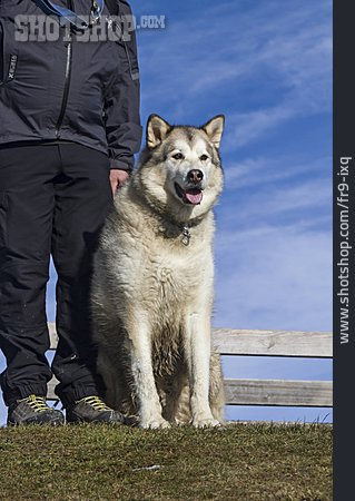 
                Schlittenhund, Alaskan Malamute                   