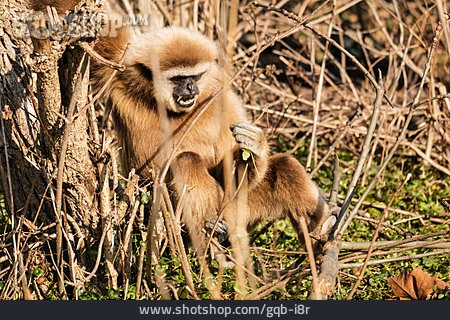 
                Affe, Weißhandgibbon, Gibbon                   
