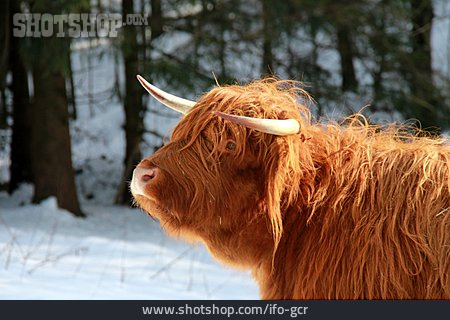 
                Schottisches Hochlandrind, Highland Cattle                   