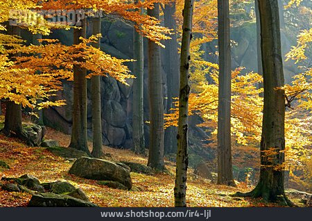 
                Buchenwald, Herbstfärbung                   