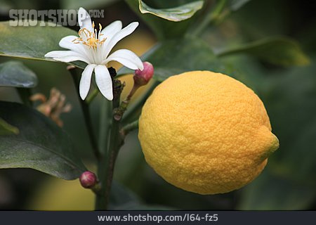 
                Zitrone, Zitronenblüte                   