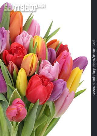 
                Tulpe, Tulpenstrauß, Tulpenblüte                   