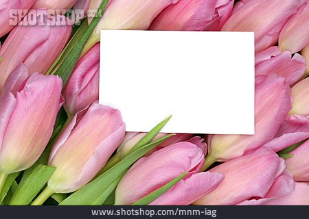 
                Textfreiraum, Schild, Tulpenblüte                   