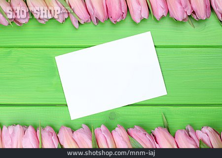 
                Copy Space, Shield, Tulips Bloom                   