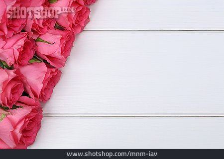 
                Textfreiraum, Rose, Rosenblüte                   