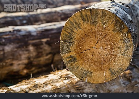 
                Baumstamm, Forstwirtschaft, Abholzen                   