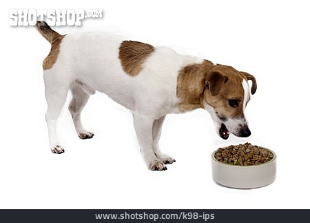 
                Nahrung & Nahrungsaufnahme, Hund, Jack Russell Terrier, Fressen                   