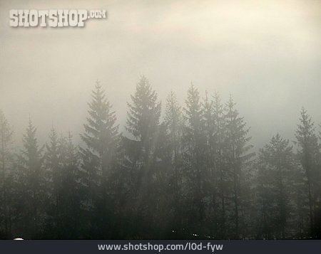 
                Wald, Nebelig, Nadelwald                   