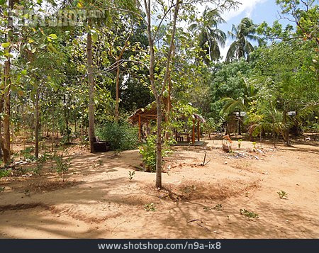 
                Garten, Hütte, Sri Lanka                   