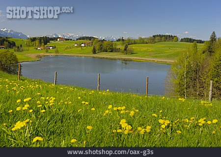 
                Blumenwiese, Steingaden, Alpendorf                   
