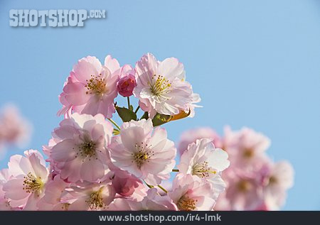 
                Kirschblüte, Zierkirsche                   