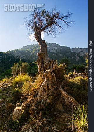 
                Olivenbaum, Mallorca                   