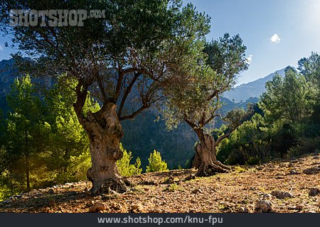 
                Landschaft, Vegetation, Mallorca, Olivenbäume                   